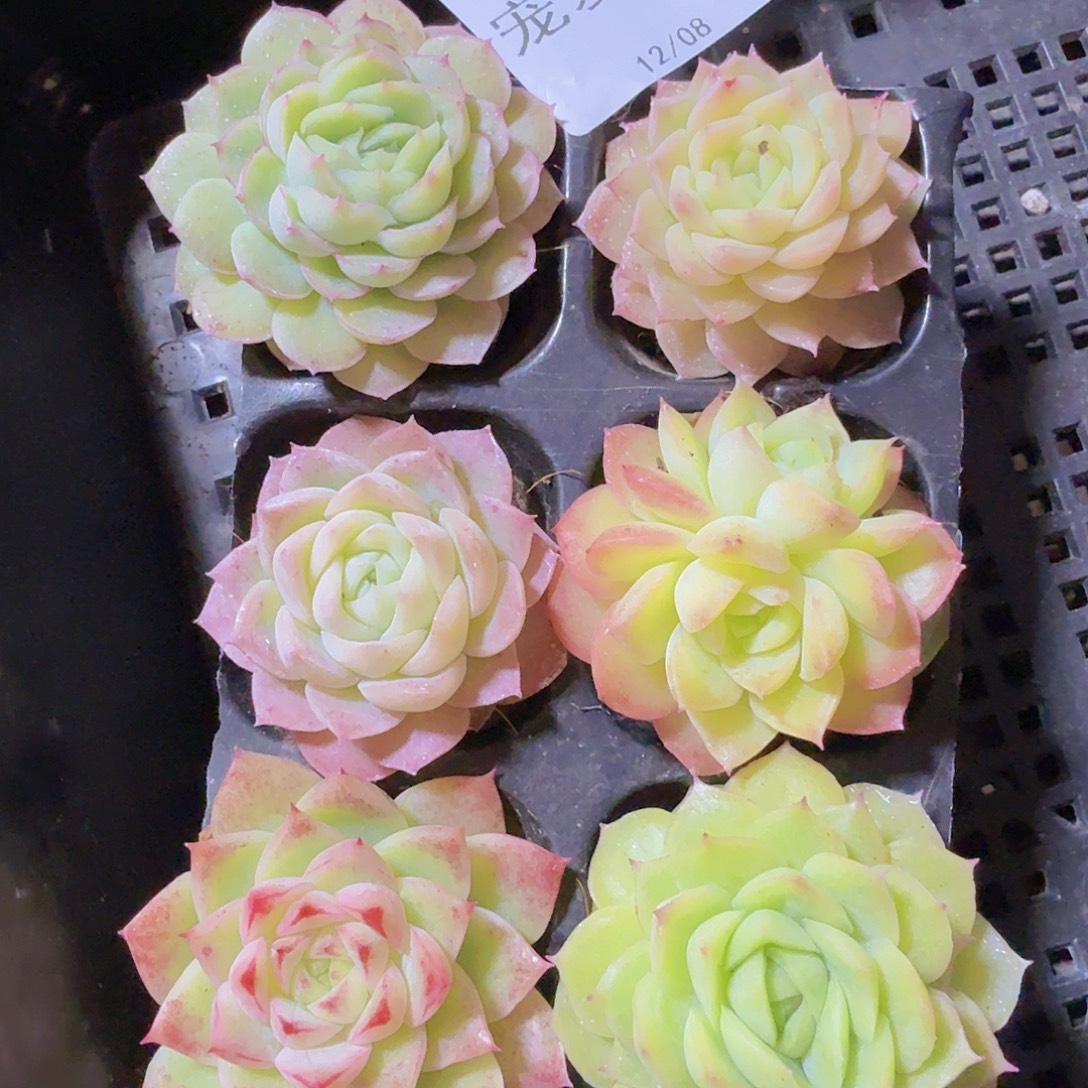 直播福利一物一拍169