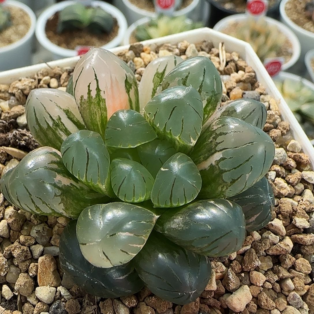 696号非组冰灯玉露锦一物一拍带盆