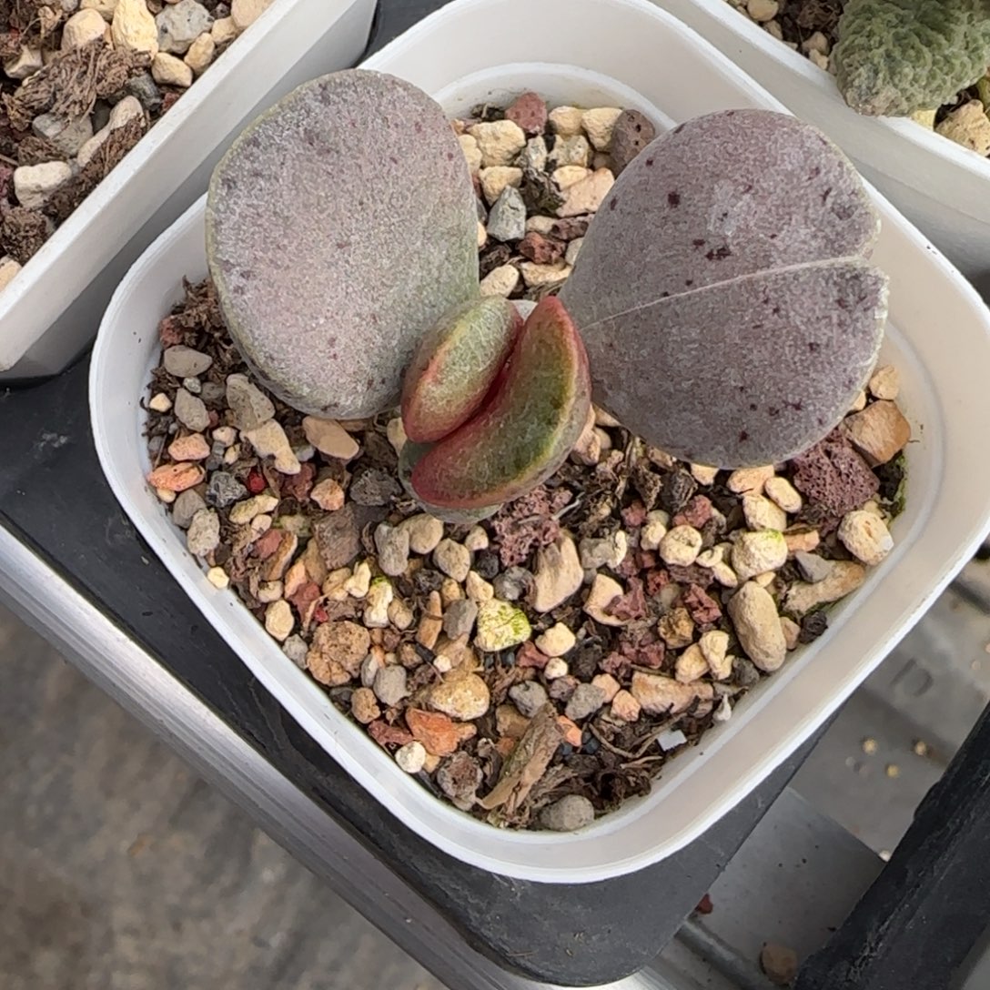 希***嘻银波粉蛋水泡多肉