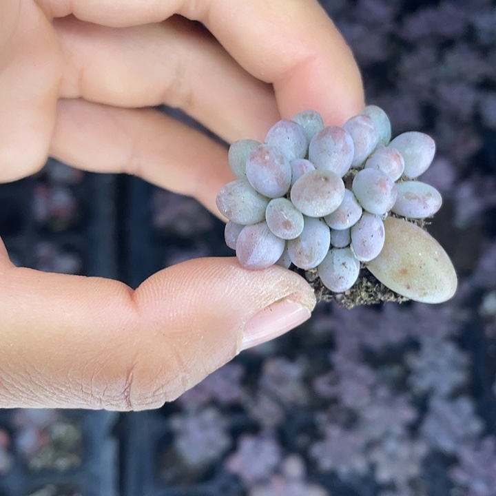 仙子奶随机发满18包邮