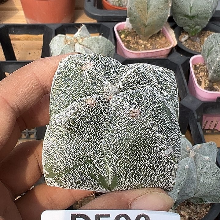 一***馆590号实生鸾多肉植物