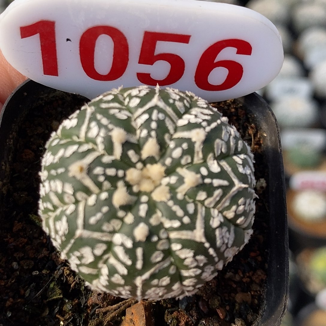 1056v兜系列福利来