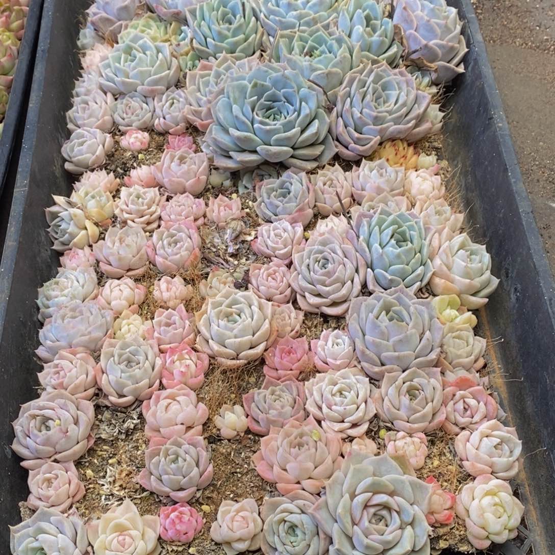 509多肉植物保护研究所所长