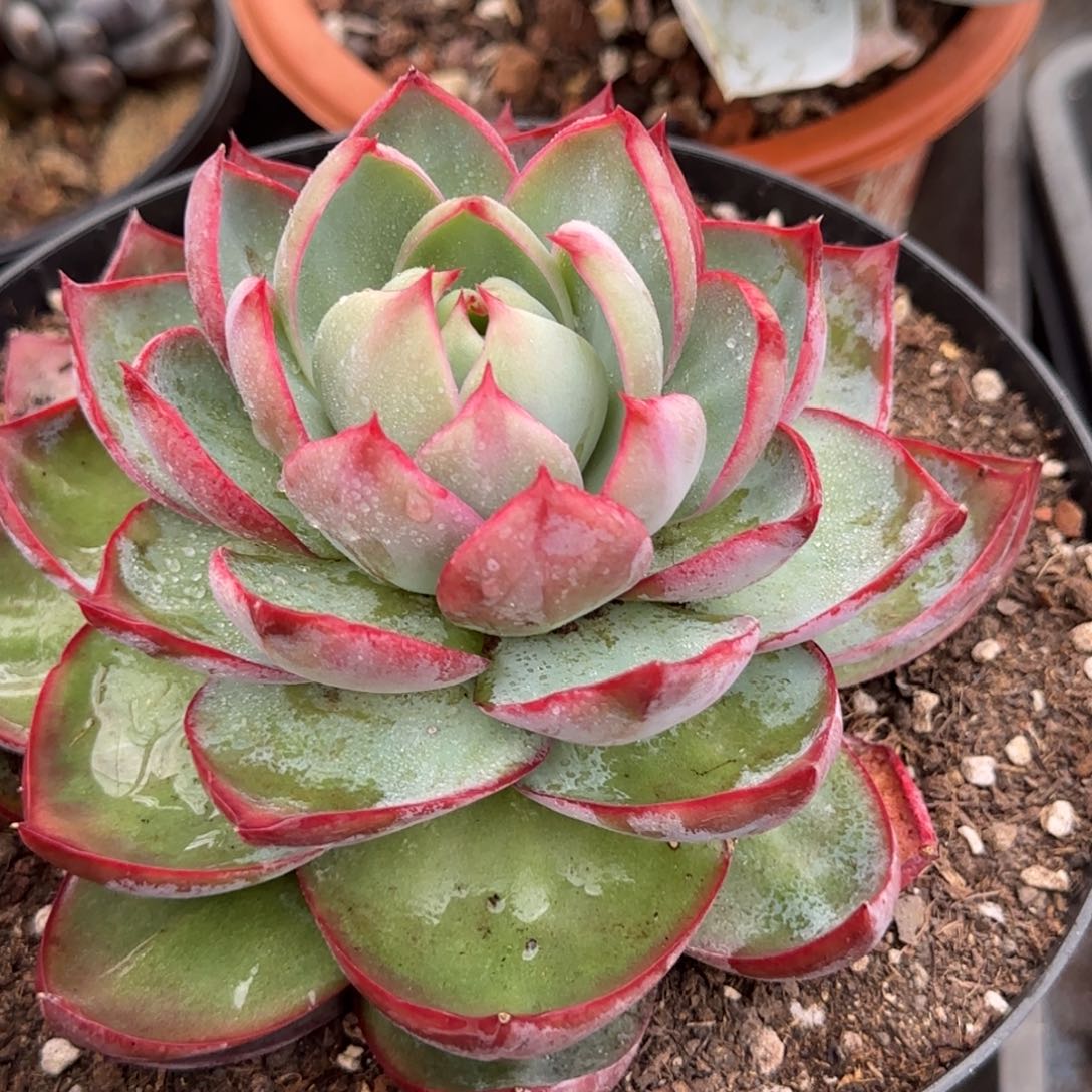 惊鸿一物一拍包装收缩花旱