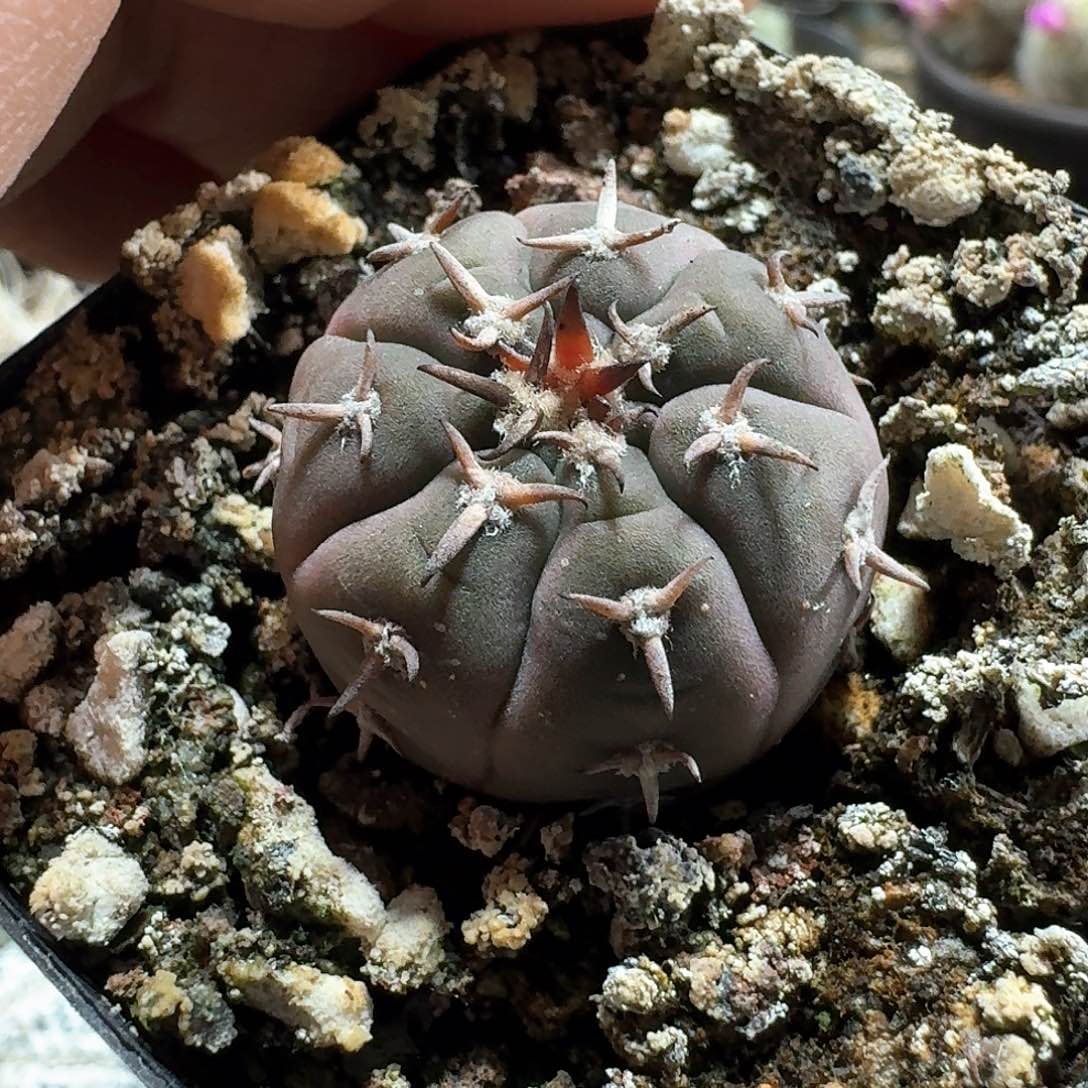 469猫爪实生脱土发货