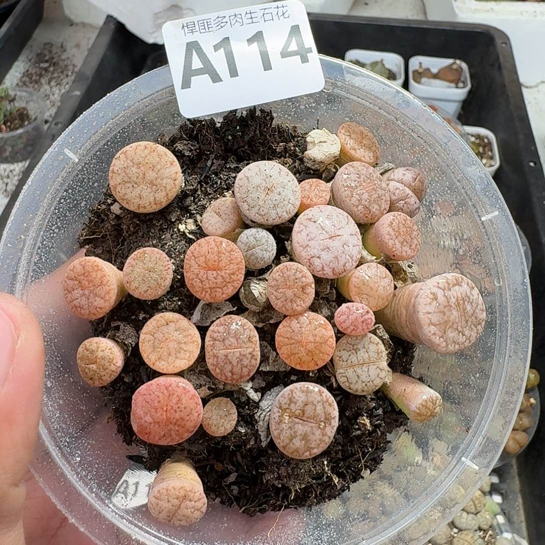 114多肉植物多肉植物