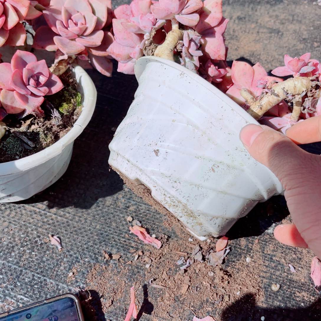 彩虹糖一颗老桩发货