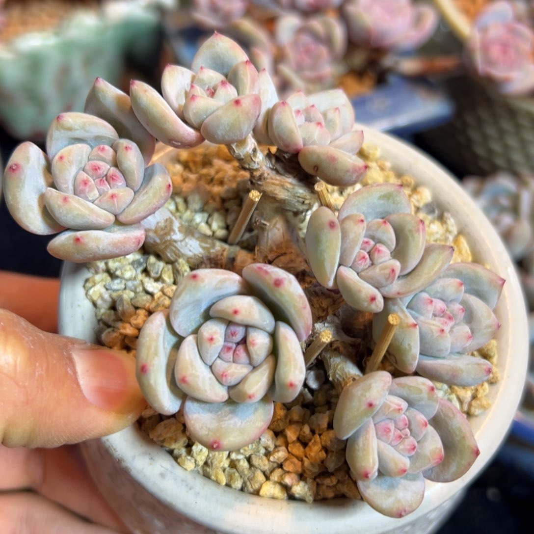 新年快乐 新年快乐