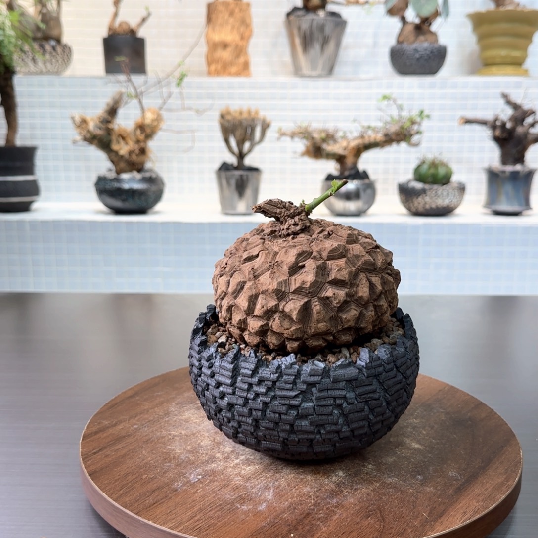 超圆龙甲龟一物一拍