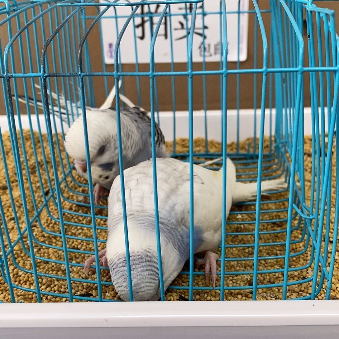 虎皮鹦鹉大头虎皮