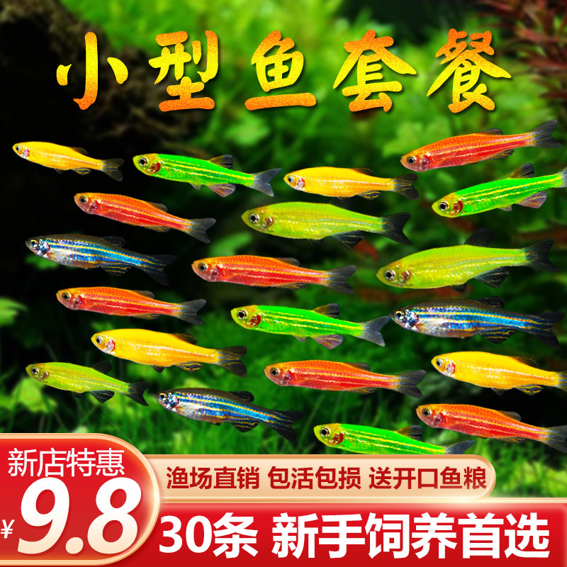 小型热带观赏鱼淡水好养斑马鱼孔雀鱼灯科红绿灯鱼长鳍蝶翼斑马鱼