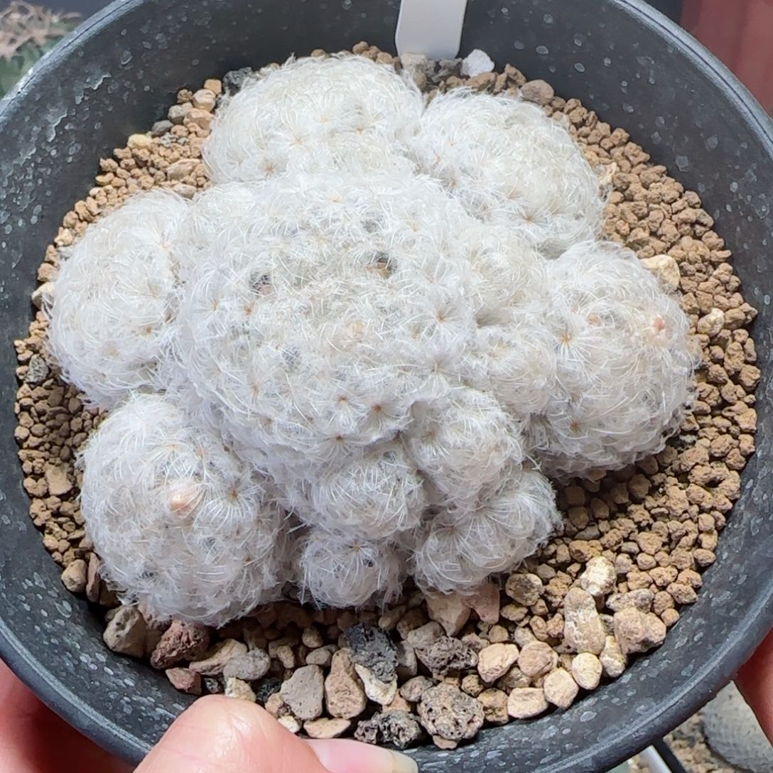 实生日系鹤立羽白星多肉