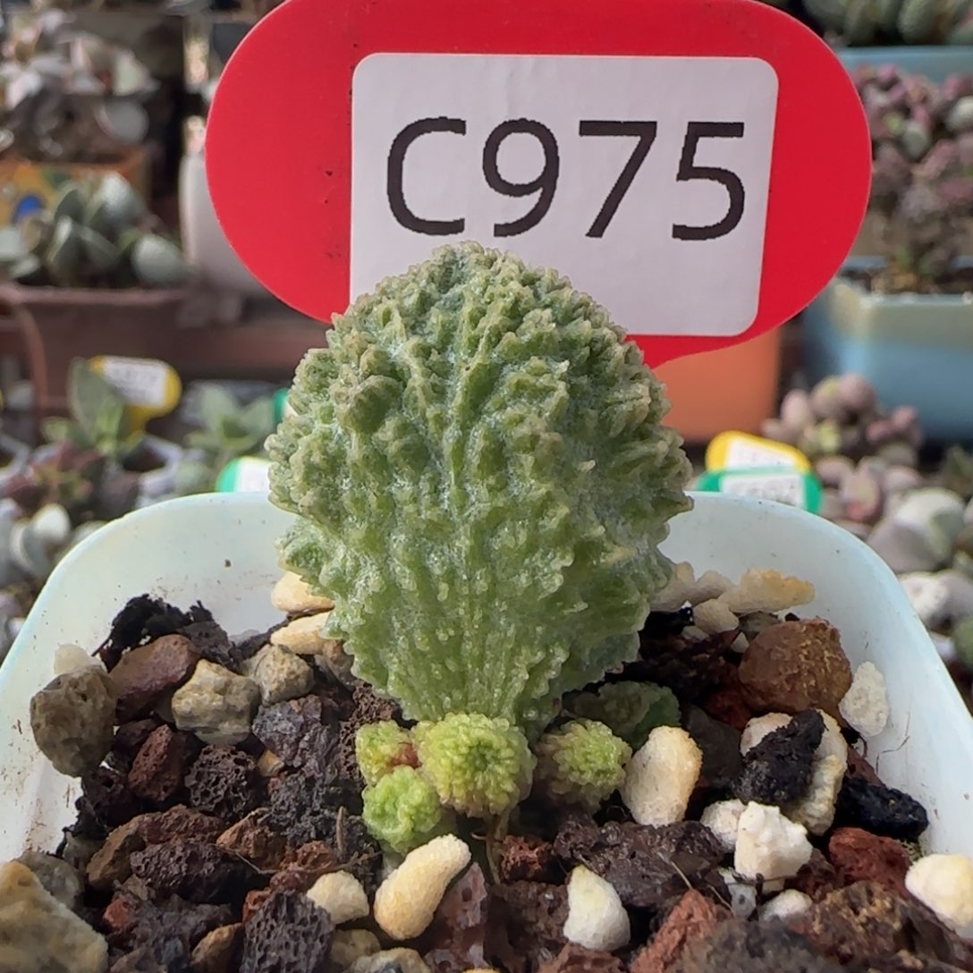 果***子福利巨脆。    975。    