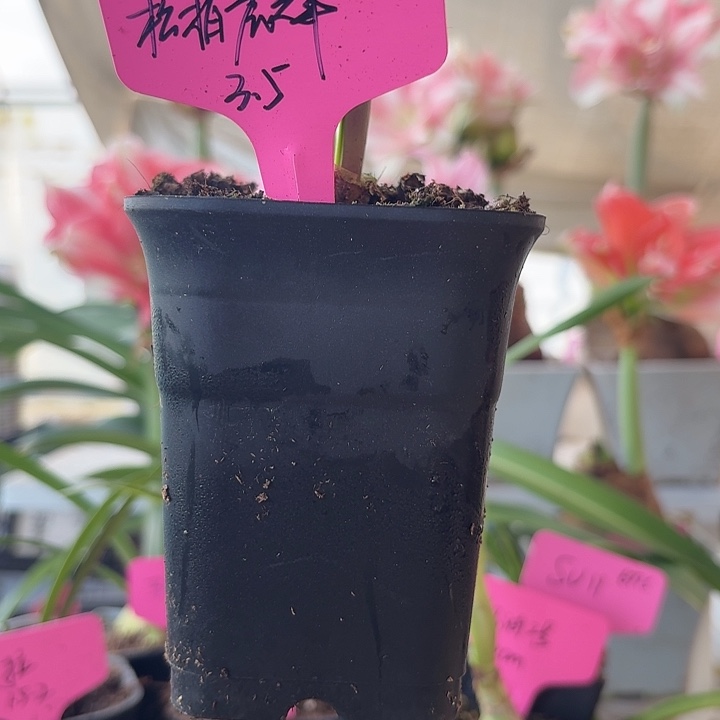 无花朵松柏辰辉朱顶红直径3.5