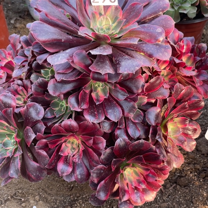 嘟***嘟无花朵290美杜莎多肉植物