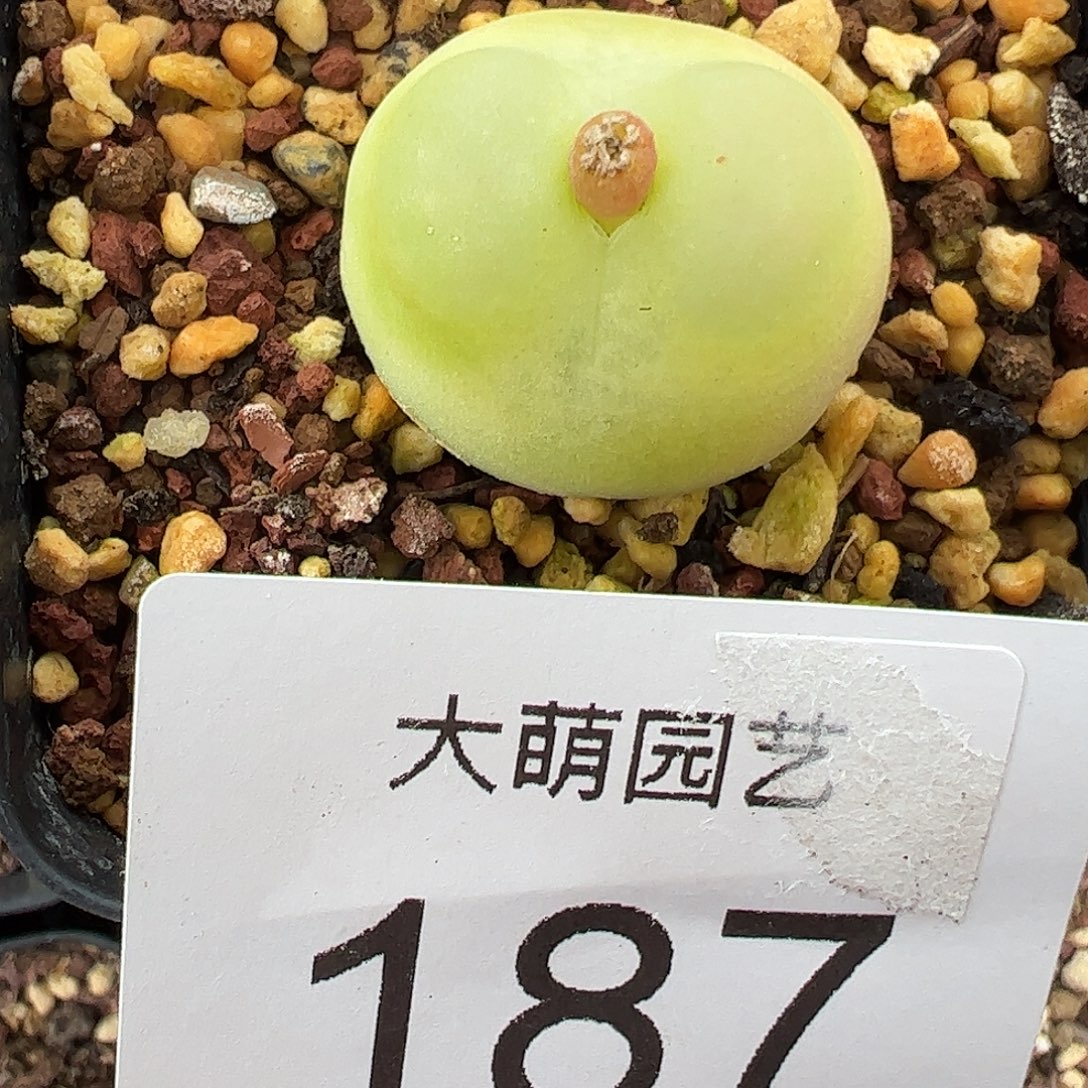 一物一拍脱土发。  187
