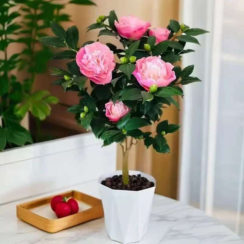 带花苞发货浓香型香妃茶花树苗盆栽室内外好养耐寒耐热绿植