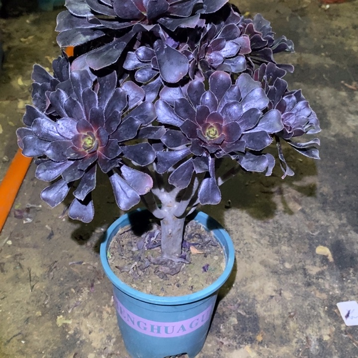 巧克力树29多肉植物法师法师