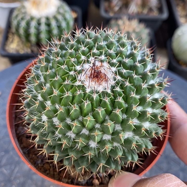 【闪购商品】旗舰1