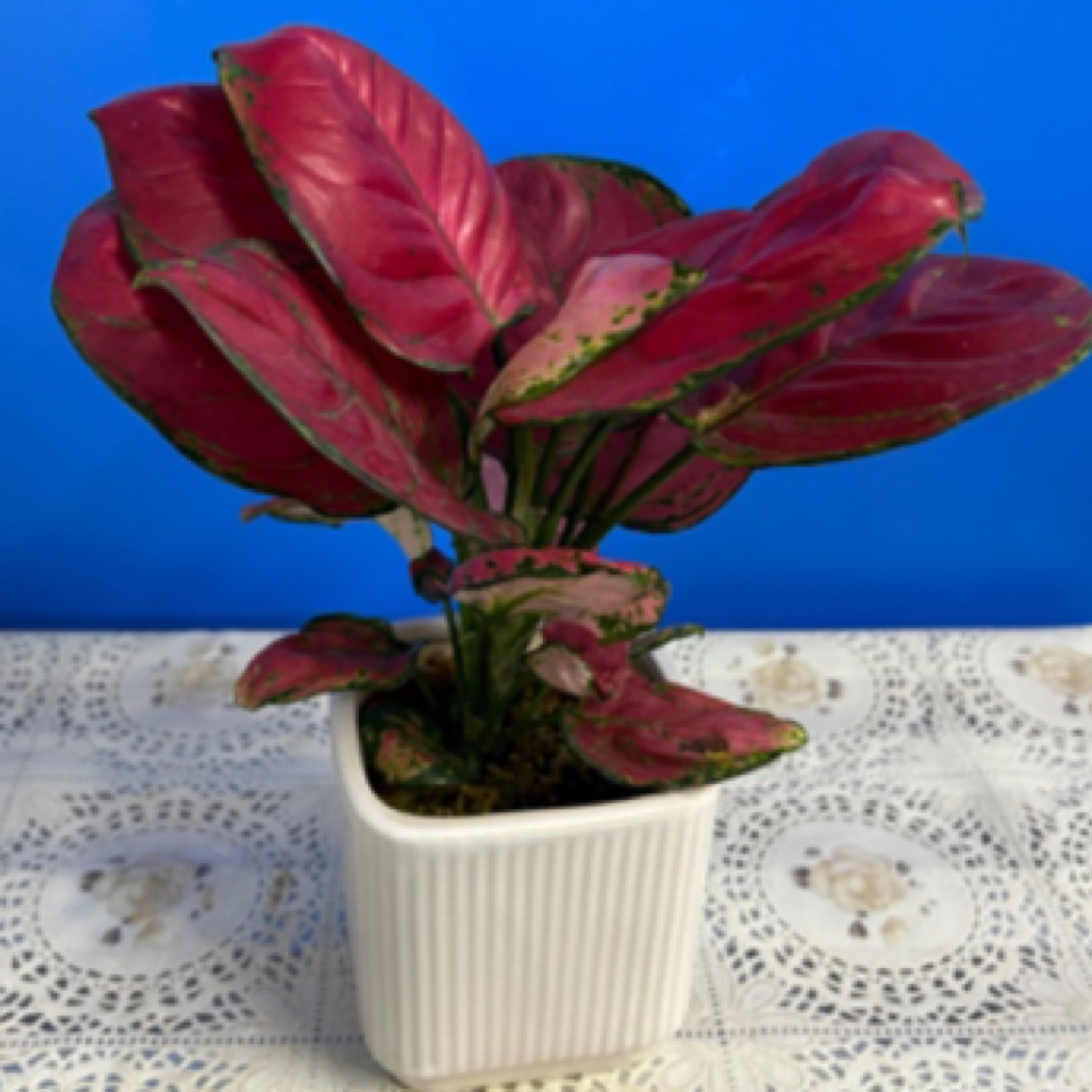 【如意】如意吉利红盆栽 好养绿植