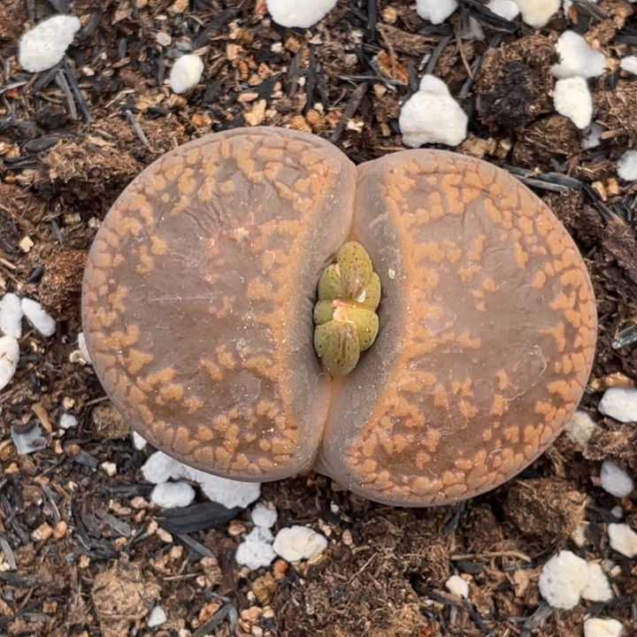 非偏远满20包邮901