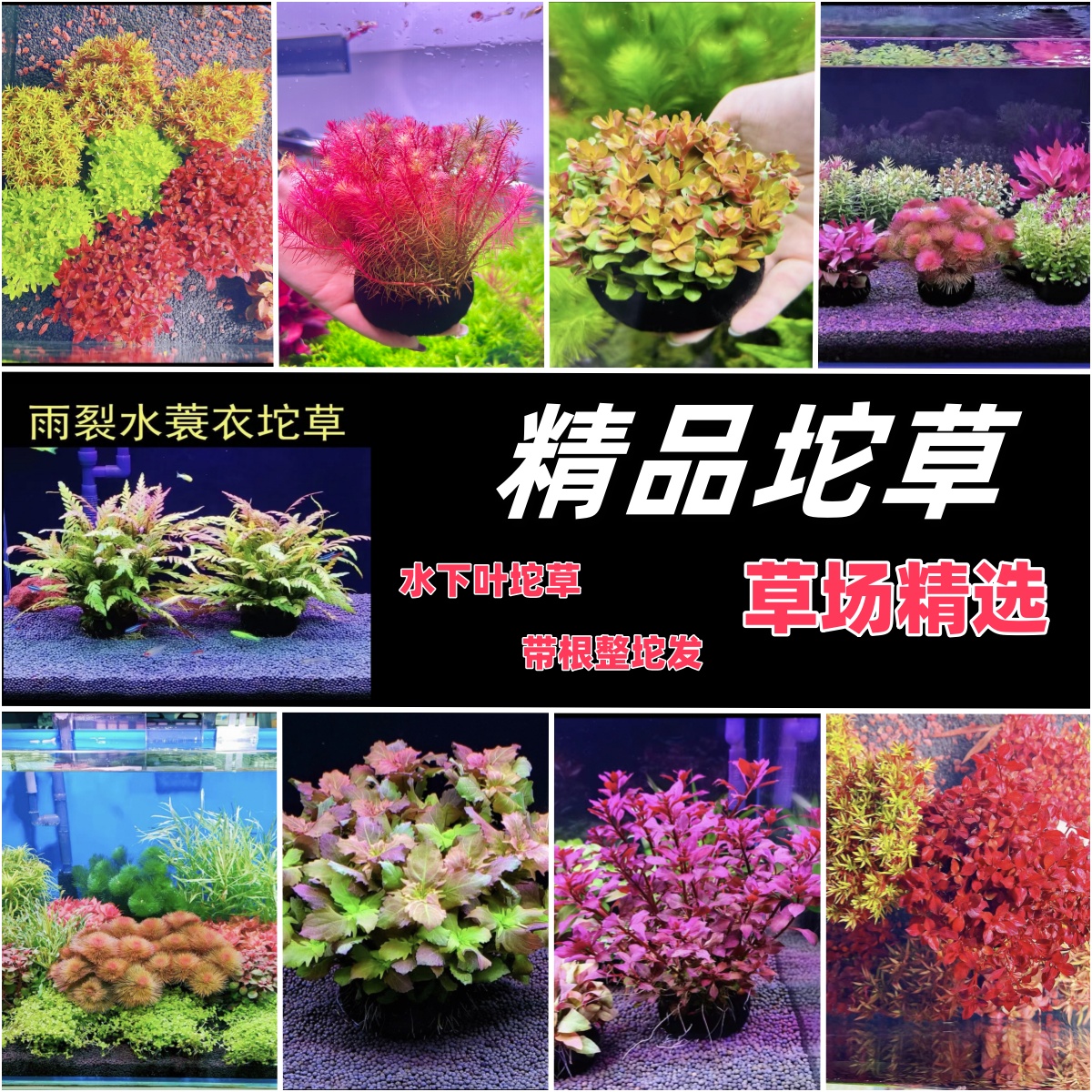 【高品质坨草系列】水草鱼缸专用水草造景增氧新手水草坨草无需底沙