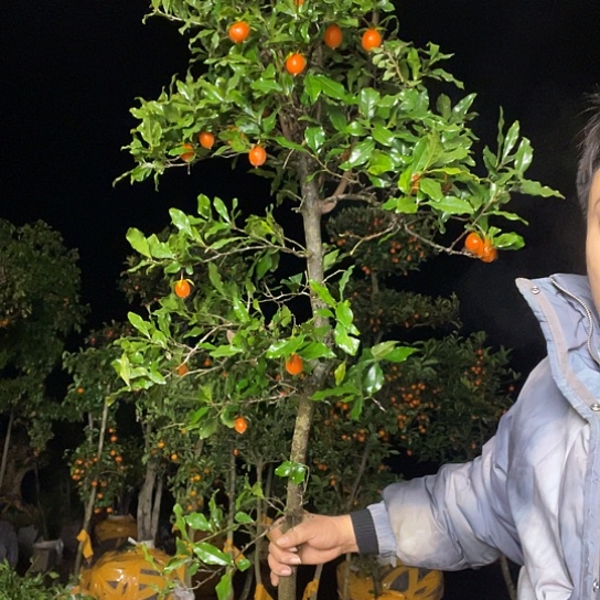 不开花植物金弹子庭院原生品种