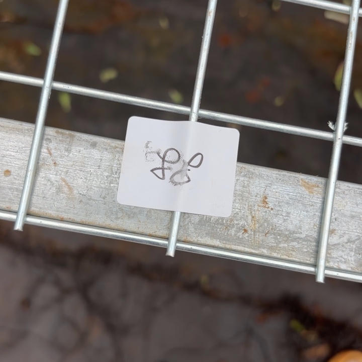 ****～无花朵088小鱼小鱼发货