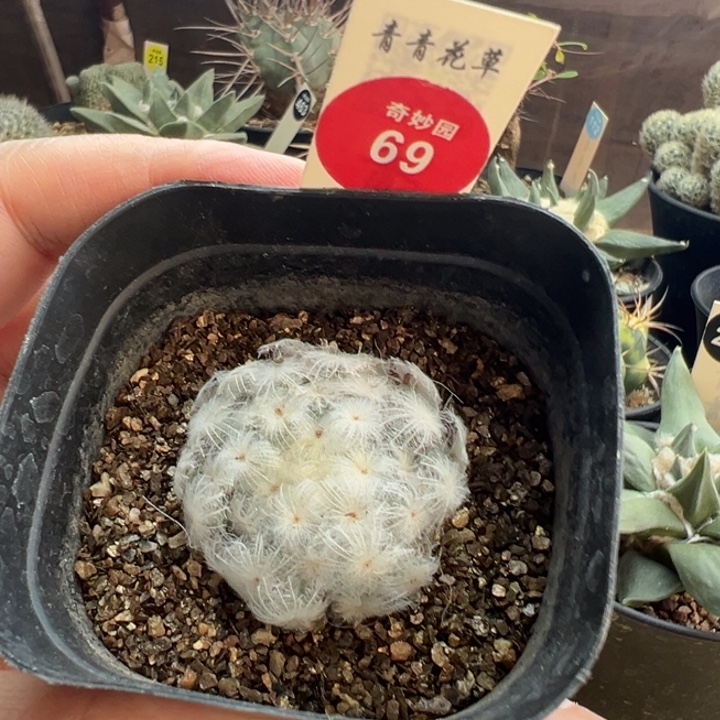 自根佛头白星3.5cm