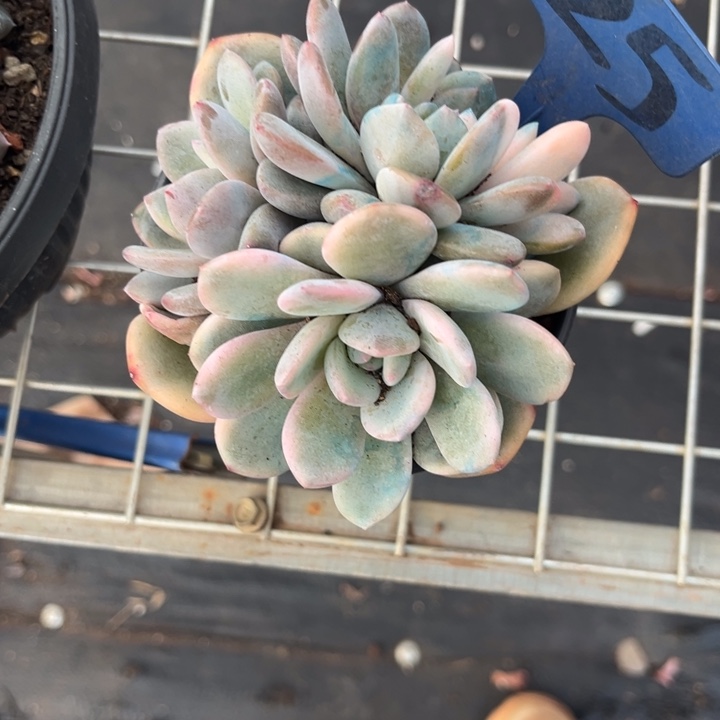 两单包邮，一物一拍，25