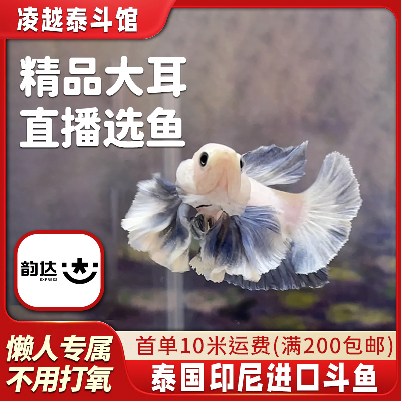 A5【凌跃水族】精品印尼绣球，好看耐活，饲养简单1-100绣球