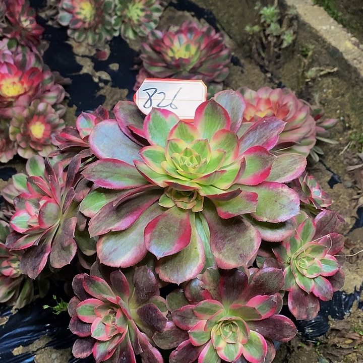 新品种不知名老桩捧花826