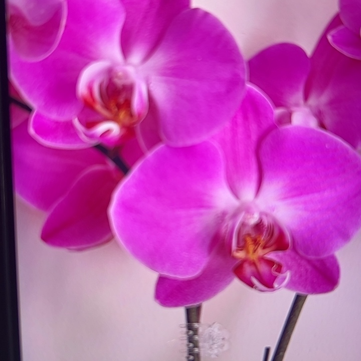 孟菲斯蝴蝶兰3.5杯苗