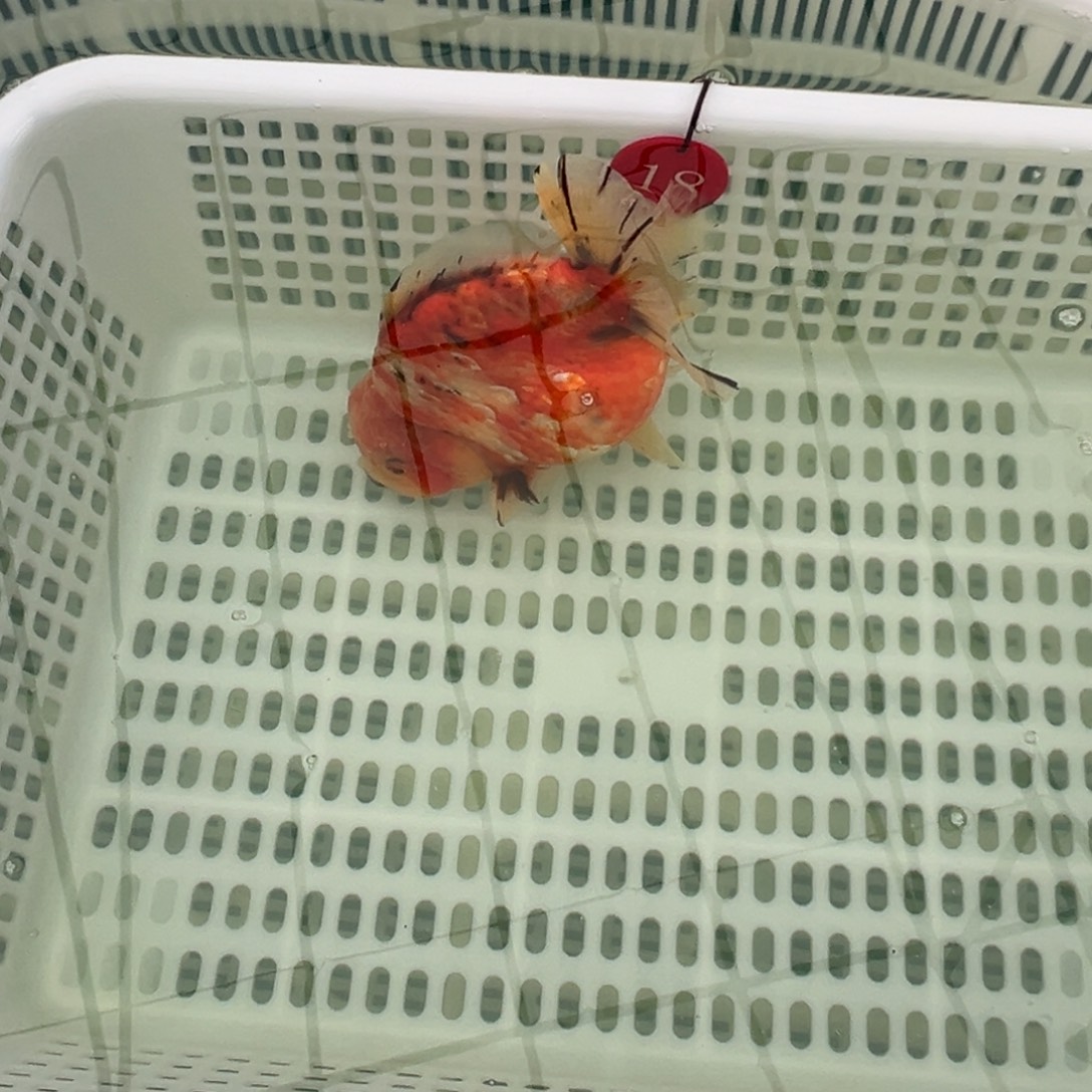 奶***思金鱼你好吗我好想