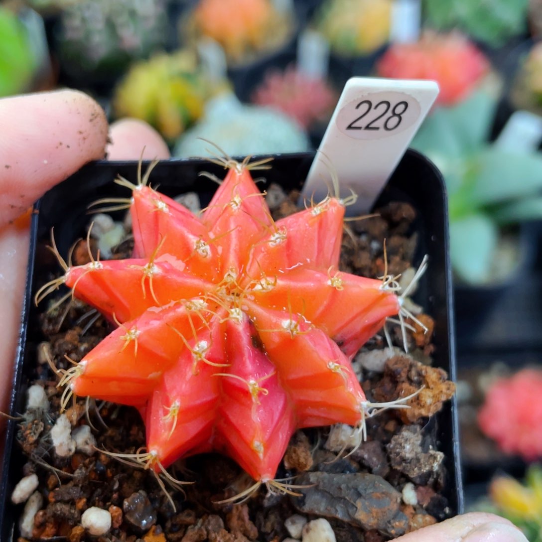 盆5公分满25包邮裸根发货