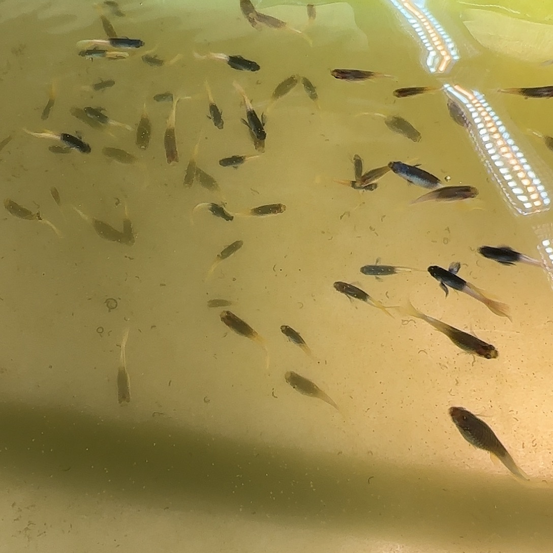 孔雀鱼粉猫5对10条
