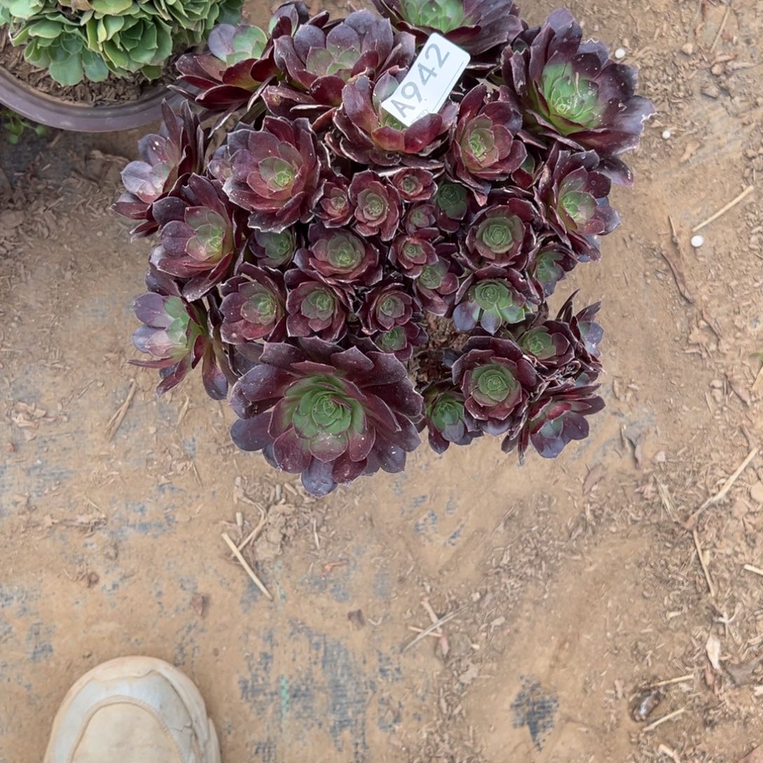 942赤焰莲多肉植物