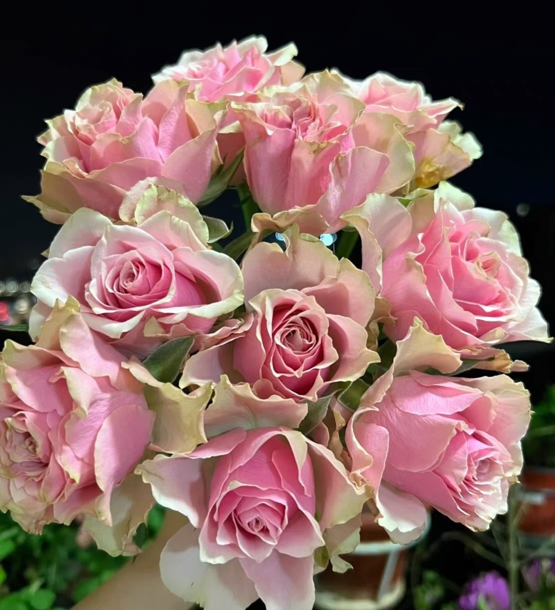 【超新品】大夫人 云南玫瑰花苗大花浓香四季开花卉绿植盆栽植物