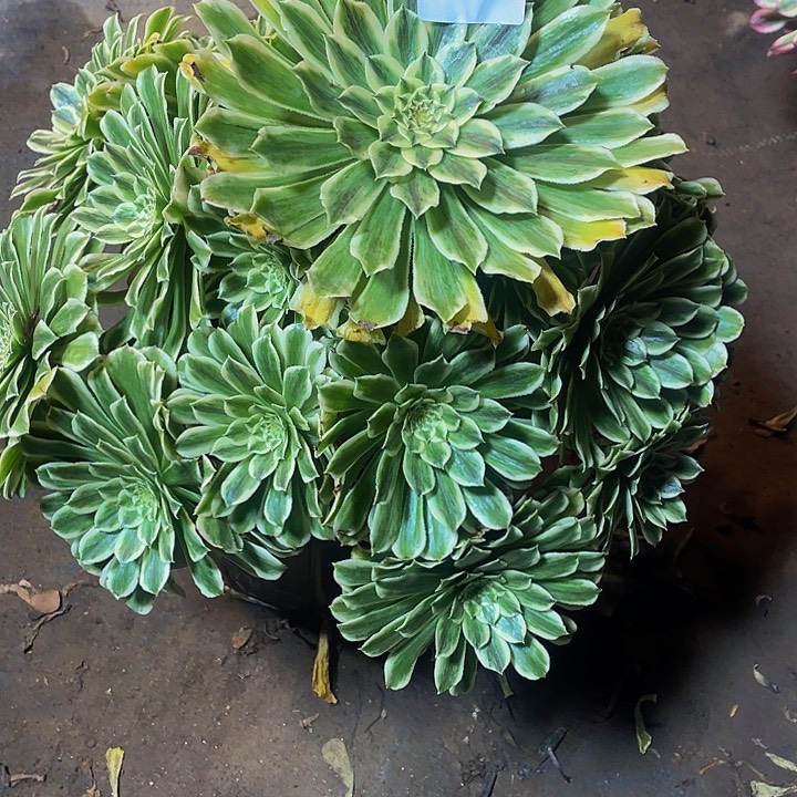 多肉法师142号碧浪发货