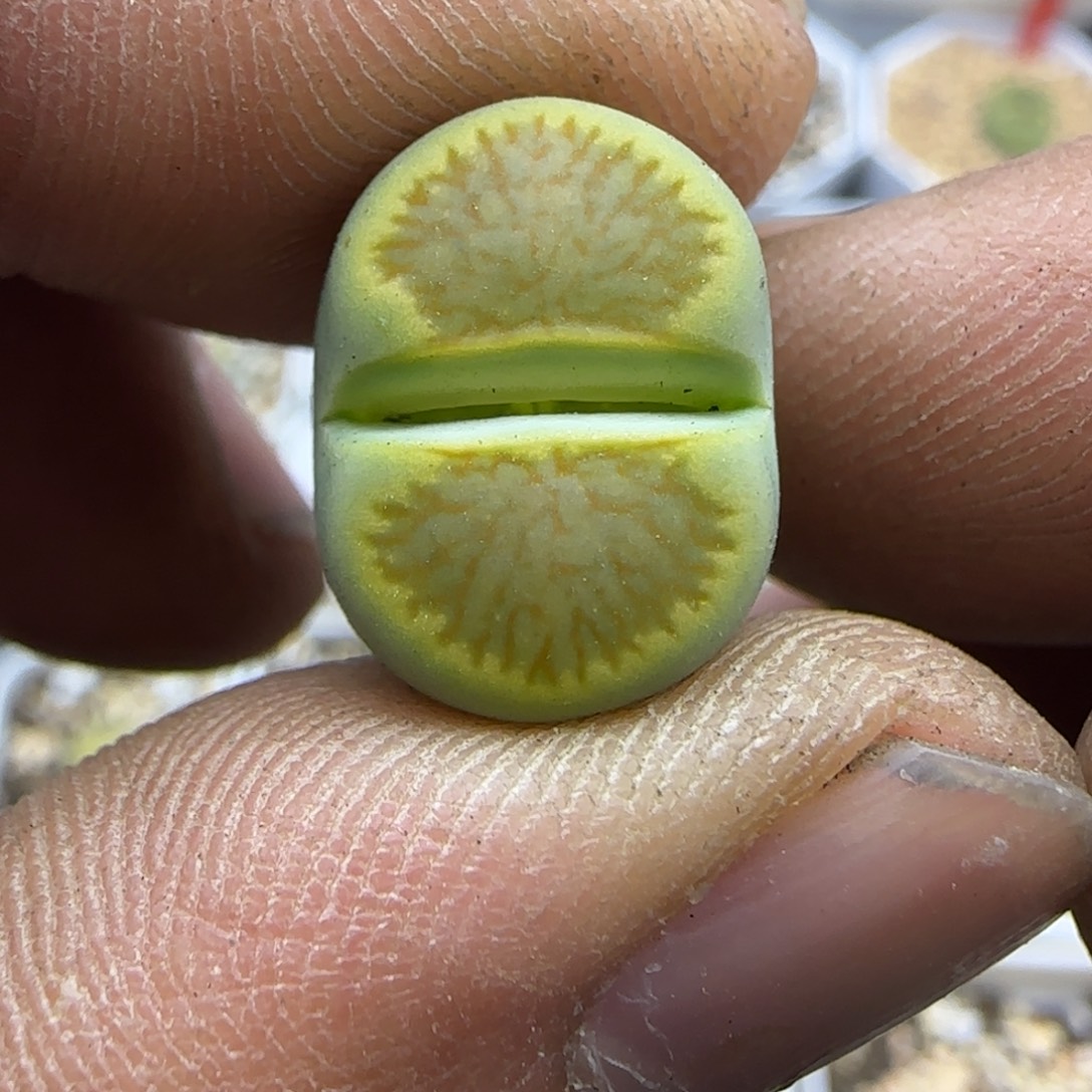805 生石花大棚直播