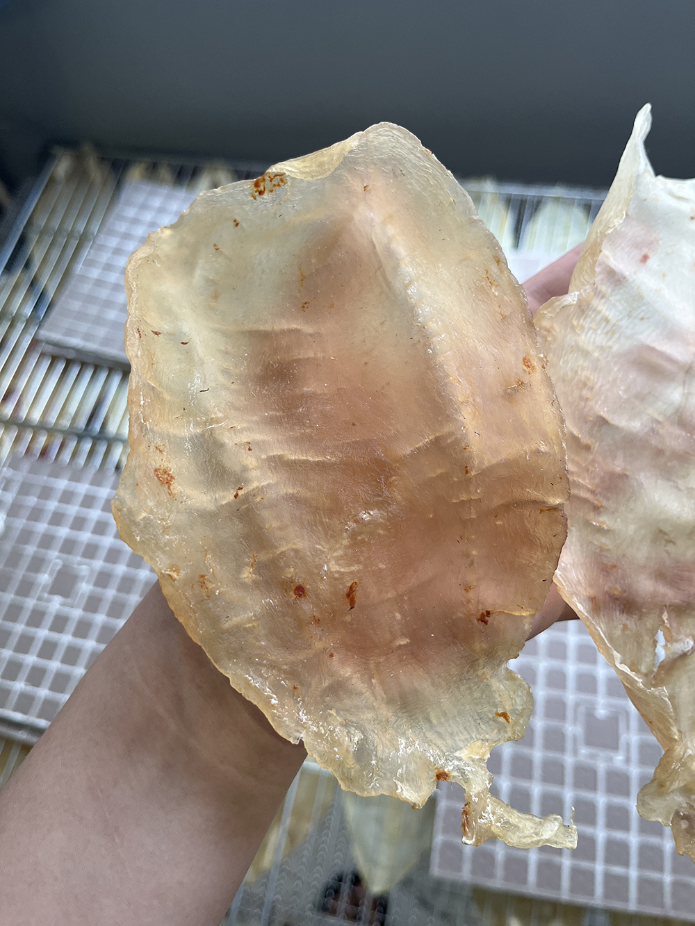 小老板的正品8头斗湖胶海味干货营养花胶滋补鱼鳔