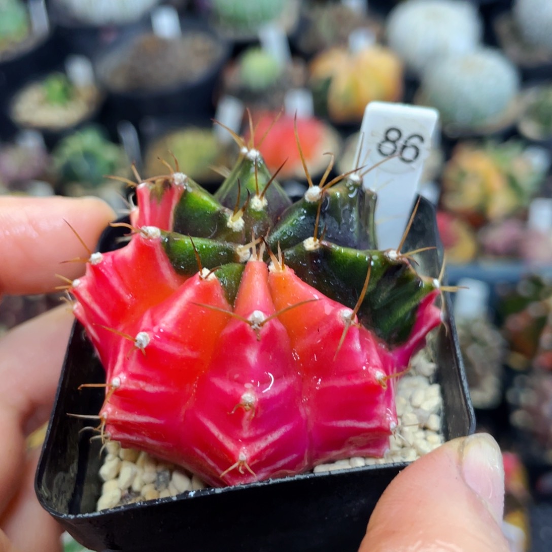 盆5公分满25包邮裸根发货