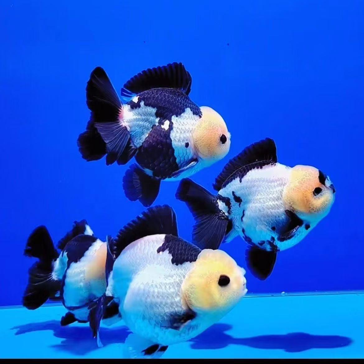 1-100号拍观赏鱼冷水鱼活体渔场直销包邮报损直播链接