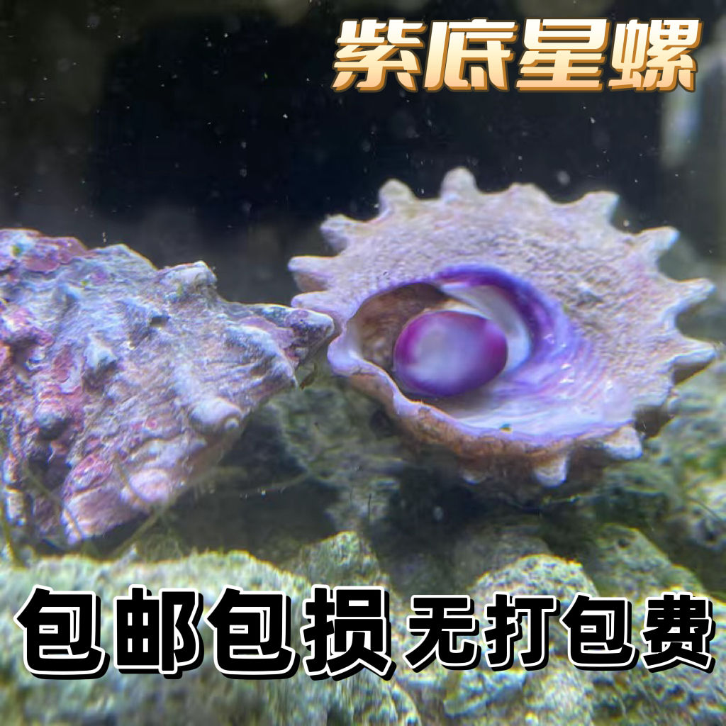 紫底星螺海水螺海缸除藻吃藻观赏螺净化海缸吃藻金环宝螺海缸生物