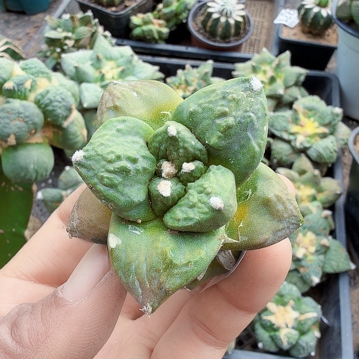 无花朵512哥怒牡丹锦