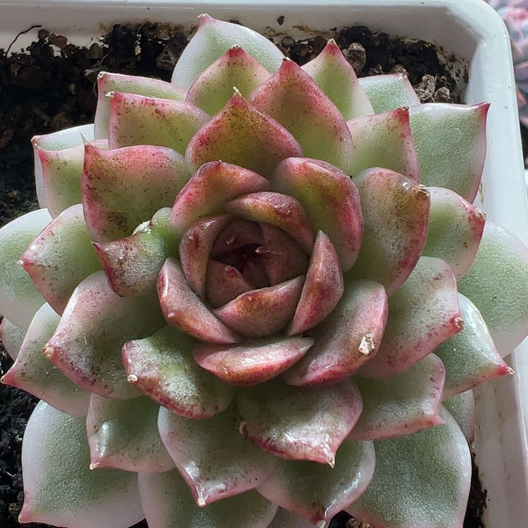 满38包邮黑水晶锦