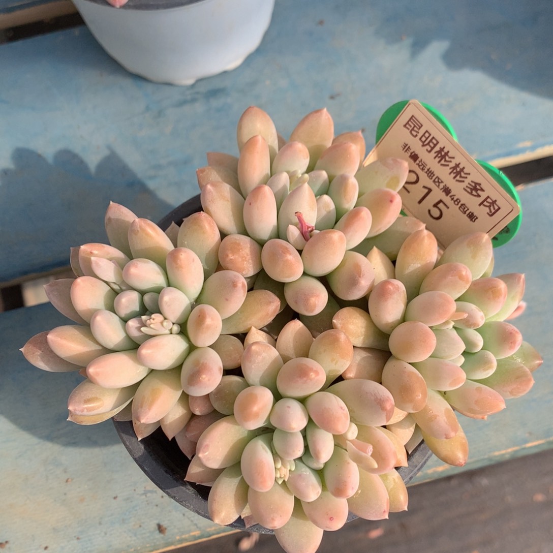 七彩奶糖老桩平头215