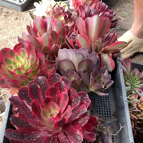 866五棵多肉植物