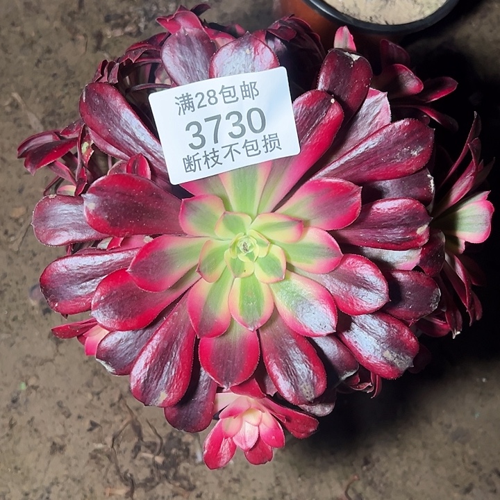 3730美杜莎多肉植物