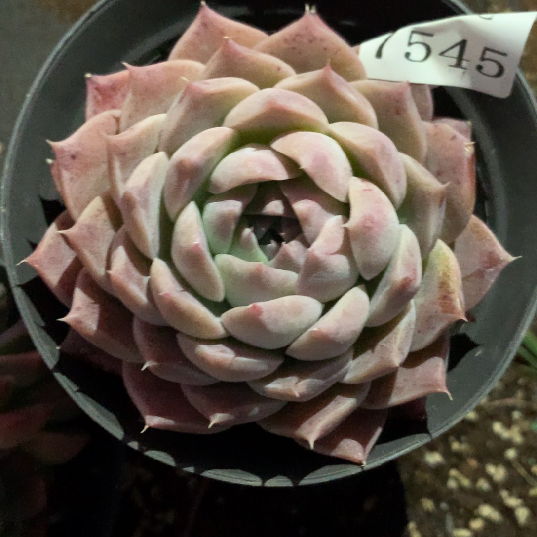 7545杂交多肉植物